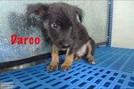 Darco In Kepong - Mixed Breed Dog