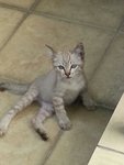 Simba - Domestic Short Hair Cat
