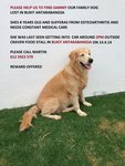 PF55708 - Golden Retriever Dog