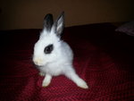 Bunnies - Angora Rabbit Rabbit