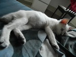 Tino - Siamese Cat