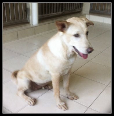 Help Find Lasya In Sri Sinar - Mixed Breed Dog