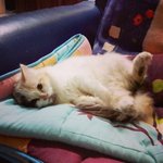 Lana - Persian + Domestic Long Hair Cat