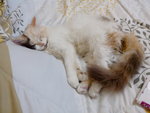Lana - Persian + Domestic Long Hair Cat