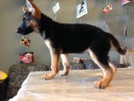 German Shepherd - Huge Bone Type - German Shepherd Dog Dog