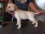 Labrador - Very Big Bone - Labrador Retriever Dog