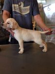 Labrador - Very Big Bone - Labrador Retriever Dog