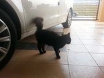 Kitam - Persian + Domestic Long Hair Cat