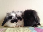 Bunny - Lionhead + Lop Eared Rabbit