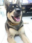 Miao Ci 妙慈 (Cici 慈慈) - Husky + German Shepherd Dog Dog