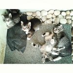 Four Kittens - Domestic Medium Hair Cat