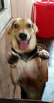 Angel Adopted - Mixed Breed Dog