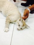 Othman - Domestic Short Hair + Siamese Cat