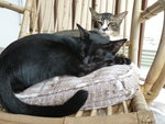 Lhakyi The Tripod &amp; Nera  - Domestic Short Hair Cat