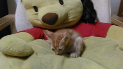 Shamy - Oriental Tabby + Domestic Short Hair Cat