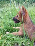 Big Big Girl - German Shepherd Dog Mix Dog