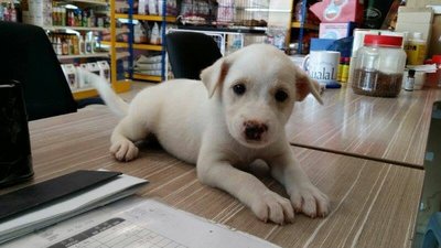 W4 - Mixed Breed Dog