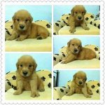 Golden Retriever Lil Puppies - Golden Retriever Dog