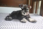 Black &amp; Silver Min.schnauzer Puppy  - Schnauzer Dog