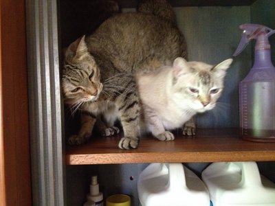 Missy And Mimi - Domestic Short Hair + Siamese Cat