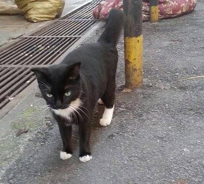Tuxedo - Domestic Short Hair Cat