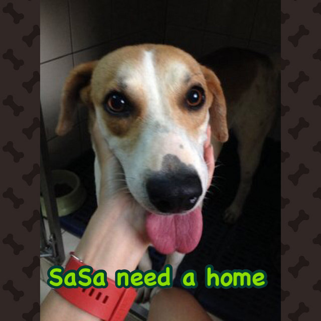 Sasa - Mixed Breed Dog
