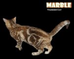 Marble - Bengal Cat