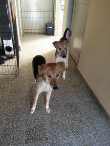 Chestnut And Cocoa - Whippet Mix Dog