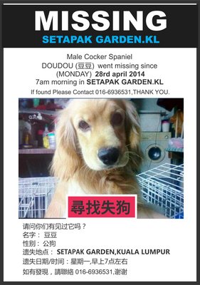Doudou 豆豆 - Cocker Spaniel Dog