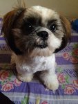 Xixi - Shih Tzu Dog