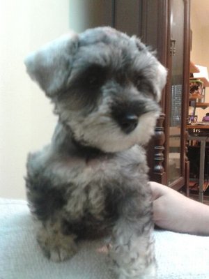 Miniature Schnauzer - Cute And Smal - Schnauzer Dog