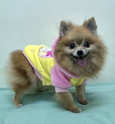 Mango - Pomeranian Dog