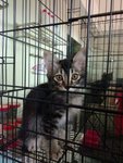 this black tabby kitten is male, still available