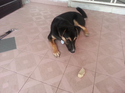 Sica - German Shepherd Dog + Rottweiler Dog