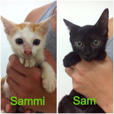 Sammi &amp; Sam - Domestic Short Hair Cat