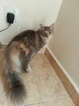 Mico - Domestic Medium Hair Cat