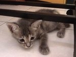 Bruno  - Oriental Short Hair Cat