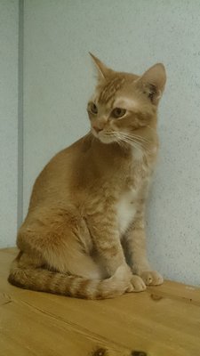 M7 - Domestic Short Hair Cat