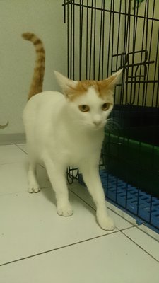 M9 - Domestic Short Hair Cat