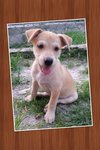 Casey - Mixed Breed Dog