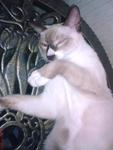 Putih - Siamese + Domestic Medium Hair Cat