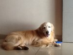 Seven - Golden Retriever Dog