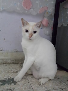 Claudia (Please Read Description) - Domestic Short Hair Cat