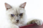 Morrison - Domestic Medium Hair Cat