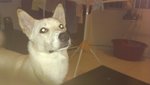 Whyte (Mix Breed | Male | 1yr) - Mixed Breed Dog