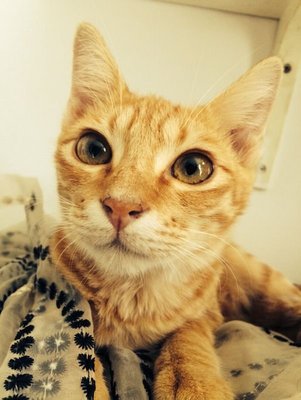 Bimo - Domestic Medium Hair Cat