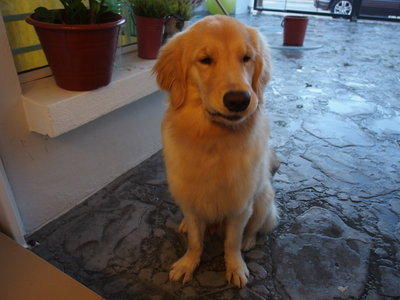 Whiskey - Golden Retriever Dog