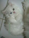PF57510 - Persian Cat