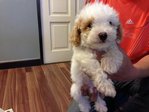 Toy Poodle - Thick Coat Smal Size   - Poodle Dog