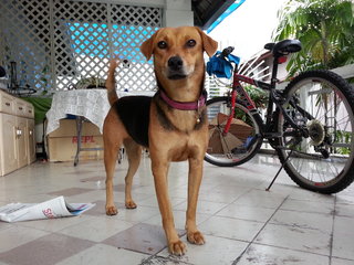 Lady - Mixed Breed Dog